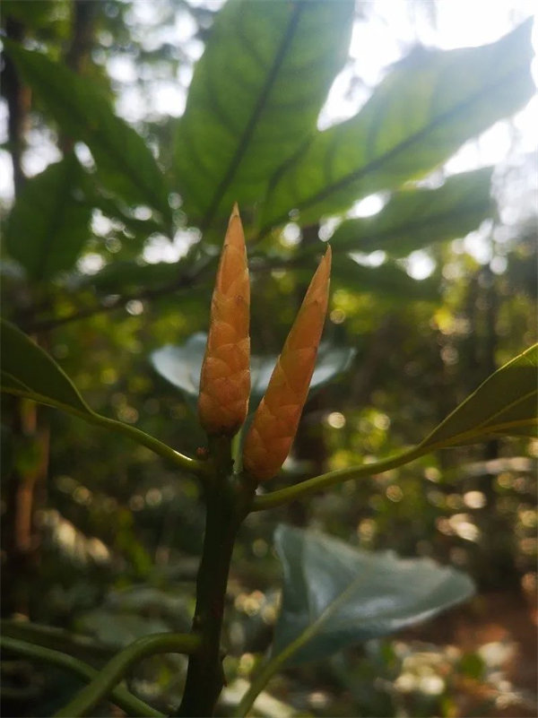 廣東博皓 博行天下丨虎年第一爬,挑戰(zhàn)從化老虎頭 -3