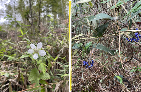凝心聚力再出發,風雨同舟赴星溪!--廣東博皓2024龍年首登星溪之旅 -5
