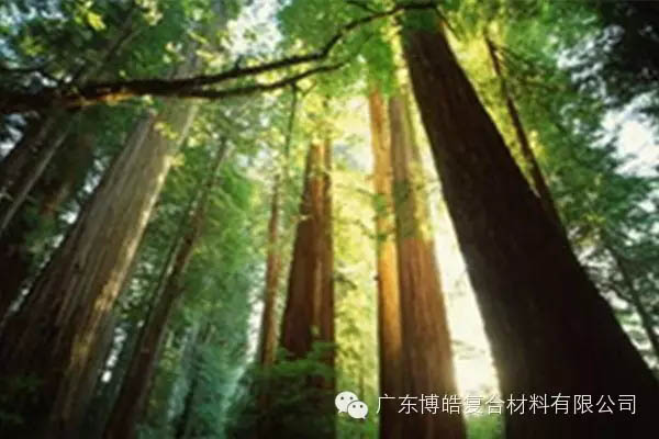 【博皓感悟】欲為大樹,莫與草爭-2